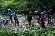 Egel, Krebse, Rasseln und Larven: Fünftklässler des Schulhauses Hebel fangen verschiedene Bewohner des Rütibachs ein. (Bild: Sebastian Schneider)