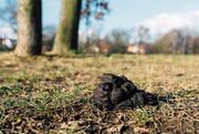 Es gab gemäss Mitteilungsblatt vermehrt Reklamationen wegen Hundekot. (Symbolbild: Getty)