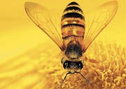Mit dem berühmten Film von Markus Imhoof will die IG Bienenfreunde die Bevölkerung im Rheintal für den Schutz und die Förderung der Honigbiene sensibilisieren. (Bild: pd)