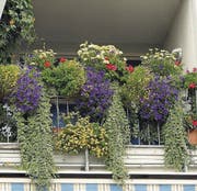 Ein blühender Sommerbalkon. (Bild: pd)