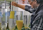 Mario Rova gibt den Lohn der Arbeit in ein Zugerglas in der kantonalen Fischbrutanlage, wo die befruchteten Thuräscheneier heran reifen.