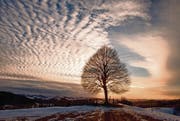 Letzter Schnee auf dem Freudenberg: Das Kalenderbild im März. (Bild: Sandro Reichmuth)