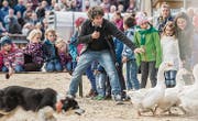 Heinz Höneisen gibt die Kommandos, der Hütehund gehorcht und treibt die Gänse zu den Kindern in der Olma-Arena. (Bild: Urs Bucher)