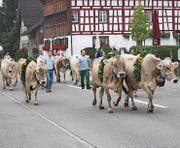 Auffuhr der Kühe am Samstagmorgen. Die Viehschau der Braunviehzüchter ist wichtiger Bestandteil des Herbstmarktes. (Bilder: Ernst Inauen)