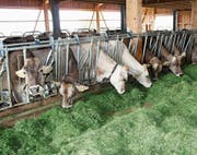 Hält der Bundesrat an seiner Stossrichtung für die Agrarpolitik 22+ fest, könnte es für Landwirte schwierig werden. (Bild: Urs M. Hemm)
