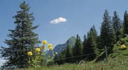 Der Lütispitz (Bildmitte) ist fast vollständig mit Gras bewachsen. Der einfachste Zugang erfolgt von Westen aus über den Windenpass. (Bilder: pd)