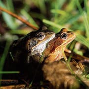 Die Erdkröte gehört zu den häufigsten Amphibienarten in Europa. (Bild: Hanspeter Schiess)