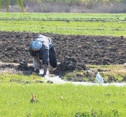 Das Nilwasser für die Bewässerung gelangt via Kanäle zu den Feldern. (Bild: zVg)