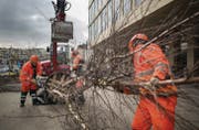 Birken sollen den Platz bei der FHS beleben. Aus statischen Gründen stehen die Töpfe jeweils vier Meter voneinander entfernt. (Bild: Benjamin Manser)