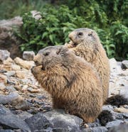 Fressen für den Winter: Die Murmeli arbeiten an ihrem Winterspeck. (Bild: Michel Canonica (Michel Canonica))