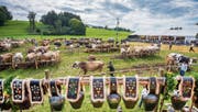 Schauplatz Rietwies in Häggenschwil: 500 Besucherinnen und Besucher beäugten am Samstag 300 Kühe von mittlerweile vier verschiedenen Rassen. (Bild: Urs Bucher)