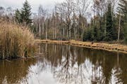 Eine vergessene Stadt soll sich unter dem Naturschutzgebiet Hudelmoos verbergen. (Bild: PD)