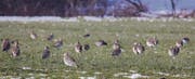 Brachvögel finden mit ihren langen Stocherschnäbeln nur dann Futter in den Wiesen, wenn der Boden nicht zugefroren ist. (Bild: Gernot Grabher)
