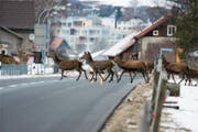 Rothirsche überqueren die Hauptstrasse in Gams im Januar 2012. (Bild: PD)