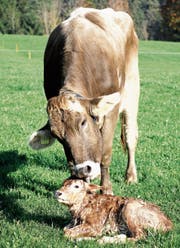 Hausgeburt auf der Weide (Bild: Fränzi Göggel)