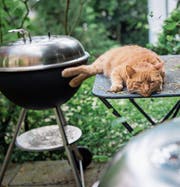 Wenn’s ums Fressen geht, sind Katzen Opportunisten. Darum sollte man keine fremden Katzen füttern, denn man verhindert so unter Umständen, dass sie nach Hause zurückkehren. (Bild: Ralph Ribi (St. Gallen, 9.7.2016))