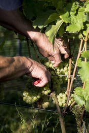Beim Biobetrieb ist die schonende und aufmerksame Arbeit im Rebberg elementar, vom sorgsamen Schnitt bis zu den Laubarbeiten. Die Trauben werden von Hand geerntet, der Boden wird schonend gepflegt. (Bild: Mareycke Frehner)