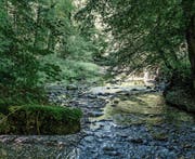 Viel unberührte Natur im Steinachtobel. (Bild: Michel Canonica (17. Juli 2016))