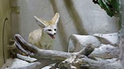 Seit dieser Woche wohnt auch eine Wüstenfuchsdame im Savannenhaus des Walter-Zoos. (Bild: PD)