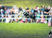 Die Prüfungen an der Hundefrisbee-WM sind eine Herausforderung für Mensch und Tier und erfordern ein perfektes Zusammenspiel. (Bilder: Urs Bucher)