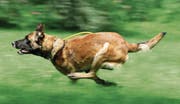 Ein heranschiessender Schäferhund kann leicht Angst einflössen, sowohl anderen Hunden als auch Menschen. Im Bild ein Polizeihund während des Trainings. (Bild: PD)