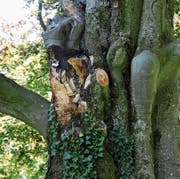 Wegen des Pilzbefalls hat die Blutbuche im Kantipark bereits einen grossen Ast verloren. (Bild: Pascal Thommen)