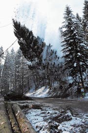Mit Getöse fällt der Baum über die Dickenstrasse (Bild: Urs M. Hemm)