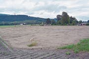 Die Ortsgemeinde Widnau plant bei den Schrebergärten weder ein Beachvolleyball-Turnier noch baut sie einen überdimensionalen Sändelikasten. (Bild: Kurt Latzer)