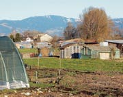 Die zurzeit unbestellte Grünfläche zwischen den Schrebergartenzeilen ist gut sichtbar. Die Ortsgemeinde Balgach wollte sie mit einer neuen Stichstrasse erschliessen. Die Baumzeile hinten rechts kriegt Zuwachs, wenn beim Kugelfang aufgeforstet wird. (Bild: Remo Zollinger)