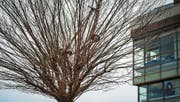 Perfektes Versteck: Das Trottinett im Baum. (Bild: Benjamin Manser)