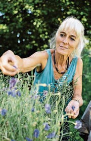 Renate Krautkrämer in ihrem Garten auf dem Rütiberg. Sie zupft Blüten für die Tees der Toggenburger Kräuterfrauen. (Bild: Stephan Bösch)