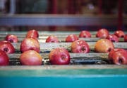 Bei der Tobi Seeobst AG sind letztes Jahr deutlich weniger Ostschweizer Äpfel eingelagert worden. (Bild: Reto Martin)