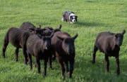 Konzentriert lenkt der Border Collie die Schafe in die vorgegebene Richtung. (Bilder: Benjamin Manser (20. Mai 2015))