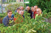 Die Gärtner beim Aufstellen einer Heimbuche. (Bild: PD)