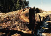 Rund 200 Stämme liegen an der alten Staatsstrasse in Henau bereit. Im Bild Nussbäume aus der Region. (Bild: pd)