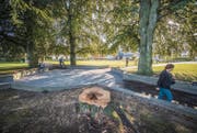 Mit dem Wegfall einer der vier Blutbuchen im Andreaspark wurde auch die Symmetrie der Baumgruppe gebrochen. (Bild: Urs Bucher)