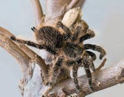 Für viele ein bedrohlicher Anblick: eine Kraushaar-Vogelspinne. (Bild: PD)