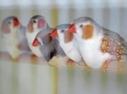 Ein schmuckes Finkenquintett bezaubert die Besucher. (Bilder: tw)