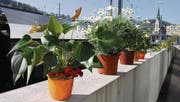 Mit Blumen haben FHS-Angehörige am Donnerstag gegen «die Einöde» hinter dem Bahnhof protestiert. (Bild: Fernando Trabadelo)