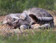 Eine Katze starb wegen eines Küchenbrands in Gossau. (Symbolbild/AP)