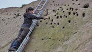 Gut zweihundert Löcher kann Françoise Schmit, Mitarbeiterin beim Schweizerischen Vogelschutz, in der künstlichen Sanddüne in der ehemaligen Kiesgrube in Niederstetten vermessen. (Bild: Kathrin Meier-Gross)