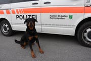 Eine Rottweilerhündin Yodi der Kantonspolizei St.Gallen nahm die Spur des Flüchtigen auf und konnte diesen wenig später in einem Versteck stellen und verbellen. (Bild: Kapo SG)
