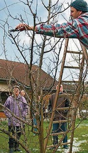 Das richtige Schneiden von Obstbäumen will gelernt sein. (Bild: Urs Jaudas)