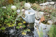 Die Spritzkanne erscheint demnächst im Magazin "Schweizer Garten". (Bild: Ralph Ribi)