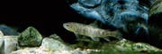An jungen Bachforellen herrscht am oberen Thurabschnitt gemäss dem Fischereiaufseher ein Traumbestand. (Bild: Hannes Thalmann)