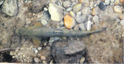 Die Bachforellen sind besonders vom Fischsterben bedroht. (Bild: Matthias Giger)