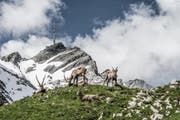 Eine Steinbockherde auf dem Rotsteinpass, direkt unter dem Säntis –eines von vielen Bildern, die Silvan Widmer auf Instagram präsentiert. (Bild: Silvan Widmer I Nordwand AG)