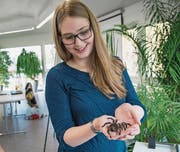 Offensichtlicher Fortschritt: Nach dem Angstseminar kommt Jenifer Stanley mit der «flauschigen» Kraushaar-Vogelspinne schon gut zurecht. (Bild: Ralph Ribi (Walter-Zoo, 29. Oktober 2016))