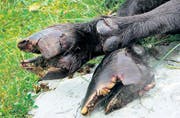 Die schmerzhafte Krankheit greift die Hufen der Steinböcke an.