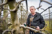 Ivo Sager auf seiner Plantage in Lömmenschwil. Er ist Präsident des Obstbauringes Häggenschwil-Wittenbach. (Bild: Urs Bucher)